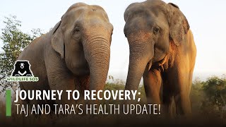 Journey To Recovery: Taj And Tara's Health Update!