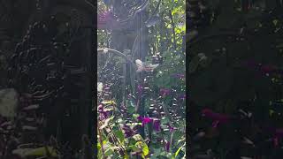 Hummingbird trying to chase of a Hummingbird Moth