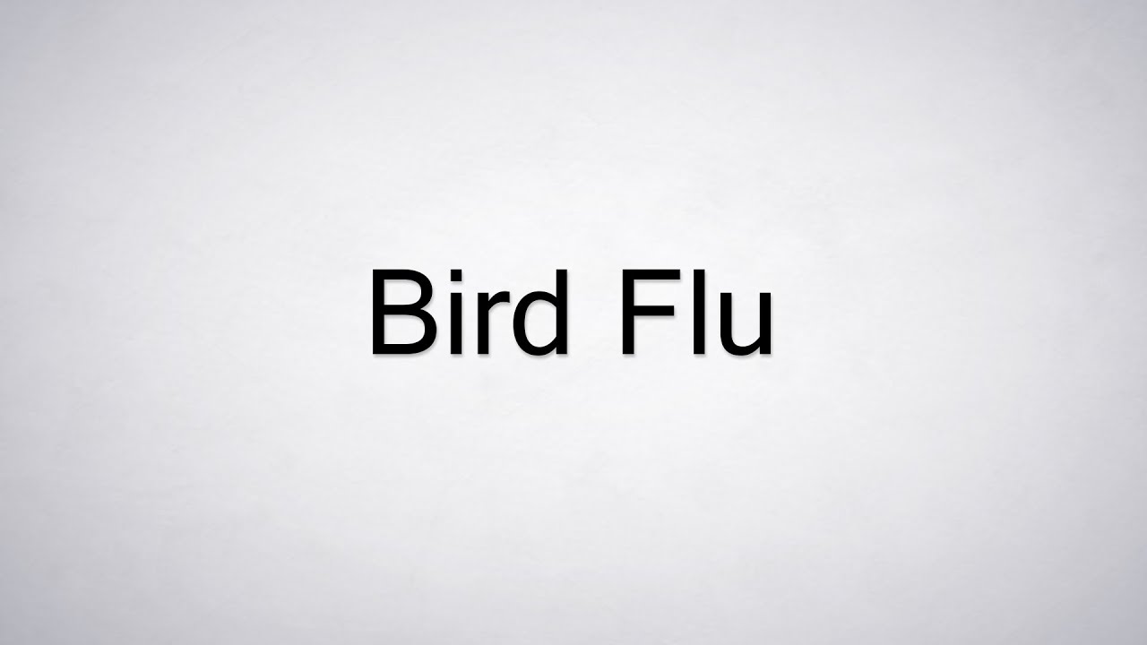 How To Pronounce Bird Flu YouTube how-to-pronounce-bird-flu-youtube