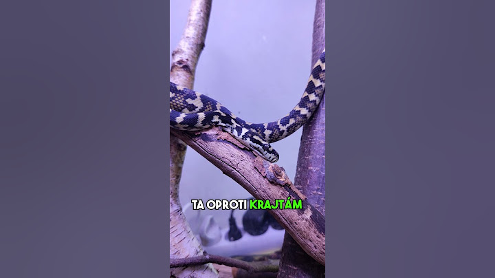 ZA MĚ JEDEN Z NEJHEZČÍCH HADŮ #fyp#had#hadi#chov#chovatel#teraristika#priroda#cz#czech#sokolik