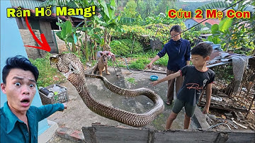 Cuộc Gọi Khẩn Cấp Của 2 Mẹ Con Phát Hiện 2 Con Rắn Hổ Mang To Tấn Công Vào Nhà 