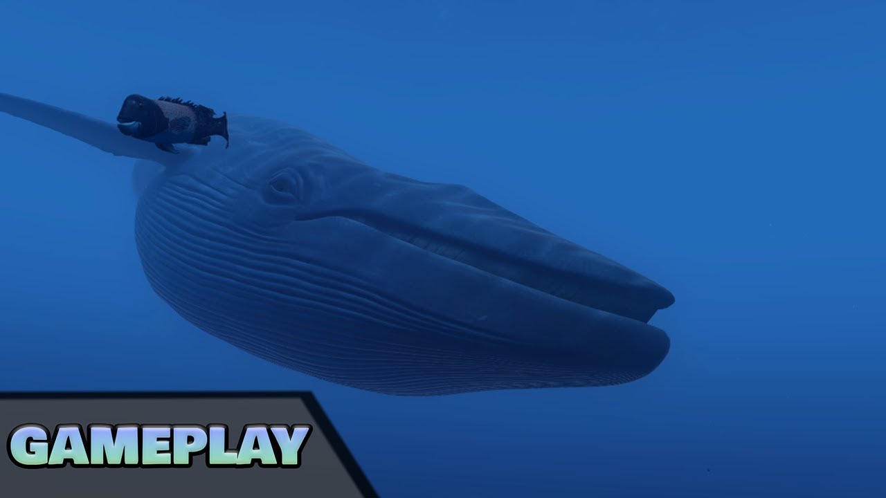 Ich sehe einen Wal! | TheBlu VR