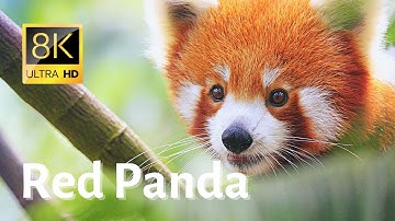 Impressive close-ups of Red Pandas - 8K [Ultra HD]
