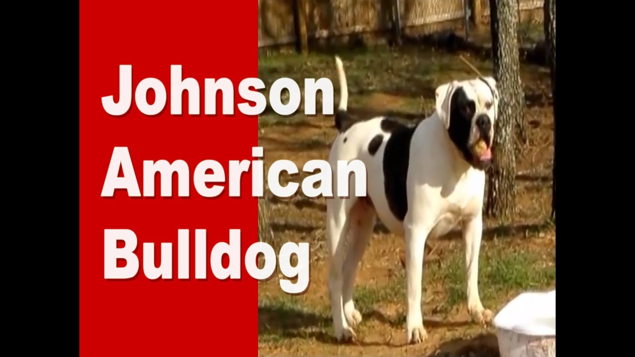 johnson american bulldog kennels