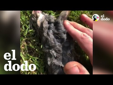 Video: Cómo hacer que tu perro huela bien sin champú