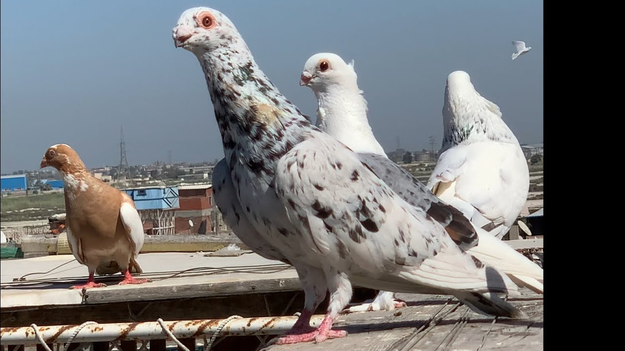 فتحت حمام الغية كله الحلقة (الأخيرة)