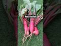 Red Radish का Scientific Secret | सेहत + खेती का खज़ाना"
