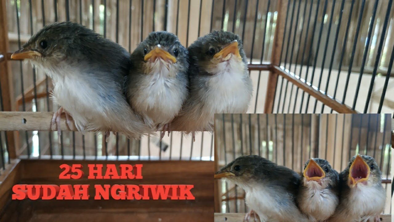 Tips agar lolohan CIGUN CEPAT NGRIWIK