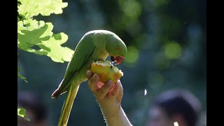 Indian Ringneck Parrot Talking &amp; Eating Guava on Tree | Parrots Love Eating Chilies | Totally Random