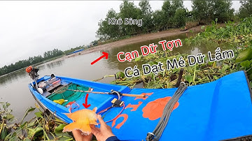 Con Nước Cạn Lòi Mé Sông Tiền Cá Dạt Bệ Dữ Lắm Cá | Kích Cá Miền Tây | Catch Fish