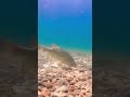 River Fishes eating Food