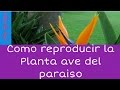 Como reproducir la planta ave del paraíso (Strelitzia reginae)