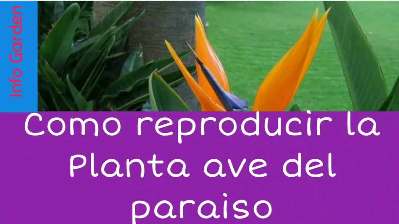 Como reproducir la planta ave del paraíso (Strelitzia reginae) - YouTube