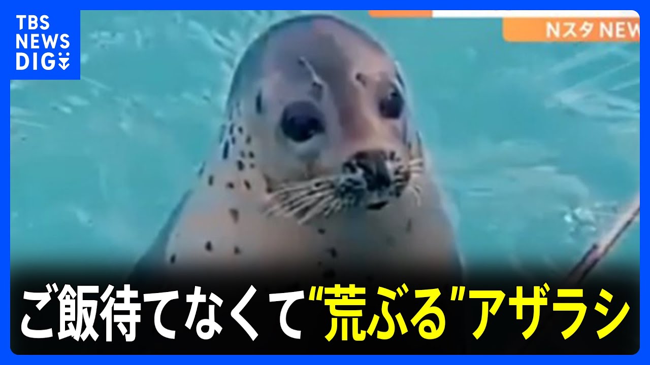 Surprising Behavior] Flapping hind flippers! The seal who can't