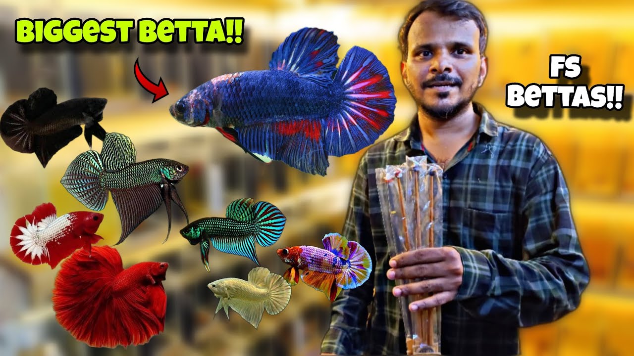 Betta ka khazana😍 | Almost all types of beautiful bettas at FS BETTAS