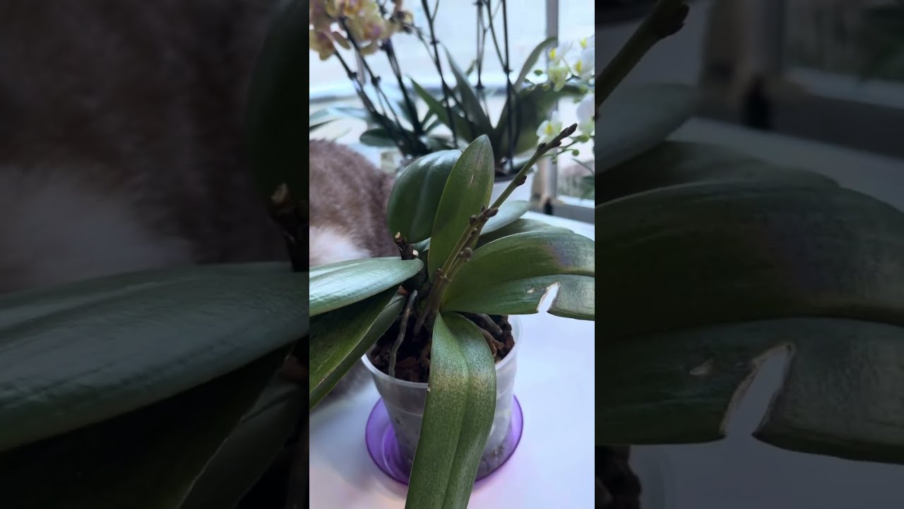 Erkek Orkide  nasıl anlaşılır ?    