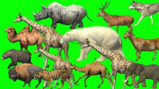 Animals stampede with horse dinosuar elephant tiger monkey hippo 3D animals #cartoon #stampede