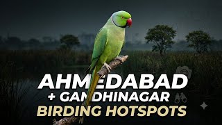 Best Birding Spots Near Ahmedabad & Gandhinagar | Hidden Bird Watching Places in Gujarat Best Birding Spots Near Ahmedabad & Gandhinagar | Hidden Bird Watching Places in Gujarat