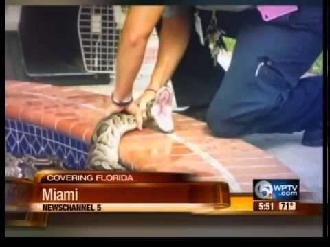 Python makes its way into family's swimming pool