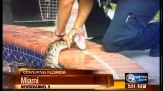 Famous Python makes its way into family's swimming pool Net Worth