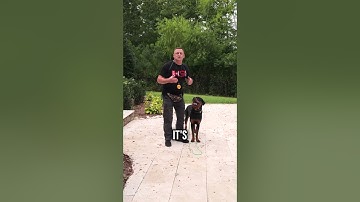 Teach your dog to COME WHEN CALLED with the E-Collar!