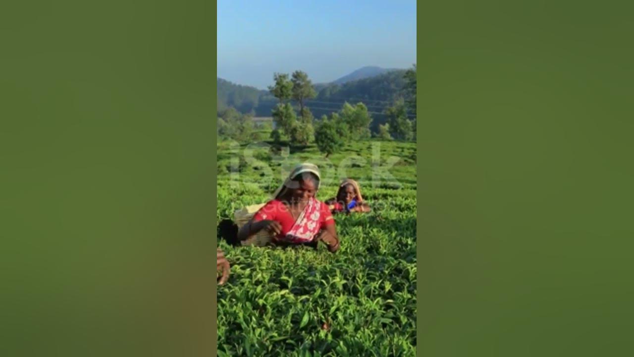 Working Day Tea Garden #sort video #subscribe#JOHAR - YouTube