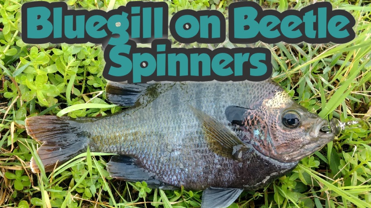 Bluegill on Beetle Spinners 