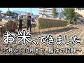 【コシヒカリ】農作業が終わりました！！【アクティトラック】