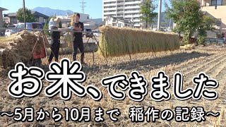 【コシヒカリ】農作業が終わりました！！【アクティトラック】