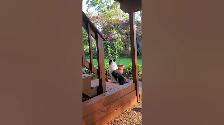 Adam howling