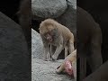 BABOON CONFLICT - INTENSE ARGUMENT ERUPTS