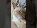 バズったショート集【ケツドラム猫みな&ちょっとだけ笹かま猫ハク編】 #shorts #猫ケツドラム #ネコケツドラム