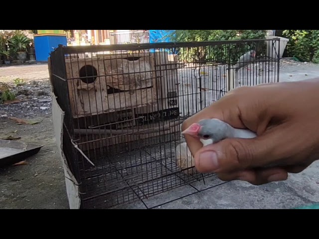 Java Sparrow ? Persiapan ternak glatik jawa - Cara ternak glatik jawa - BN Farm class=