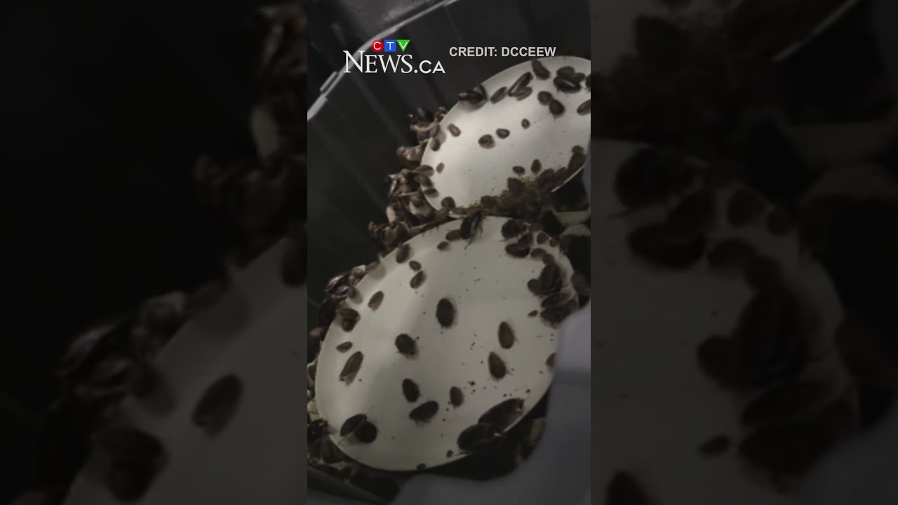 More than 100,000 live exotic cockroaches seized in Australia
