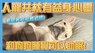 和狗狗睡覺可以助眠！(難怪我常常睡過頭) 人寵共枕有益身心靈，心情、免疫力 up up up｜【毛一堆 Shaggy Furkids】