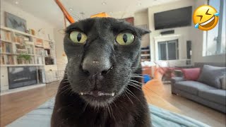 Download Mp3 Funniest Cats & Animals of the Week ππΎ | Try Not to Laugh! Gudang lagu Download Mp3 Funniest Cats & Animals of the Week ππΎ | Try Not to Laugh!