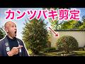 【失敗せずに半分まで下げる】寒椿を自然に小さくする剪定方法