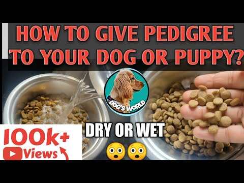 Video: How To Give Dry Food