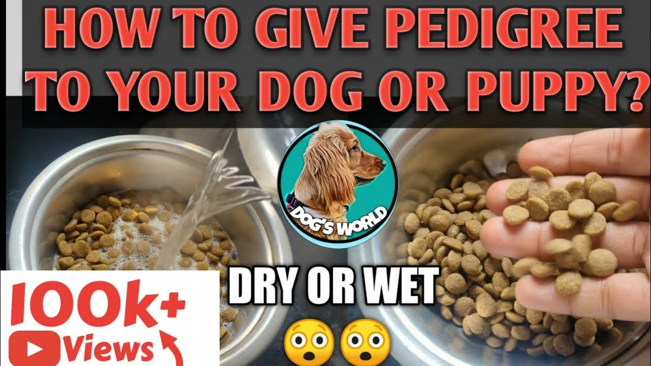 how-to-give-pedigree-to-your-puppy-the-right-way-to-feed-your-puppy