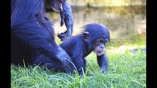 El bebé chimpancé COCO cumple 3 meses y da sus primeros pasos en BIOPARC Valencia