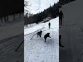 Malga monte sole basso con Aiko e gli sci