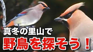 奇跡の出会い情熱に満ちた野鳥たちの物語