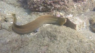 Nayarit cerró playas por presencia de peces morena - FARO INFORMA