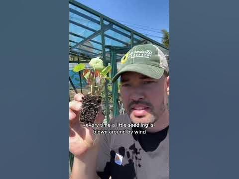 My secret weapon for starting seeds..
