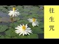 往生咒21遍教念版（拔一切业障根本得生净土陀罗尼）