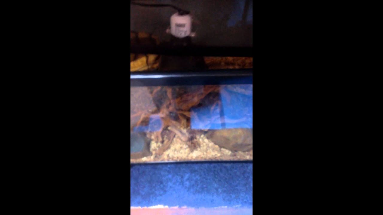 snake oil Snow corn snake and bearded dragon