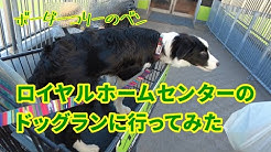 Ben The Bordercollie Youtube Ben The Bordercollie Youtube