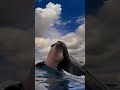"Is This Dolphin Trying to Touch the Sky? 😲🐬"