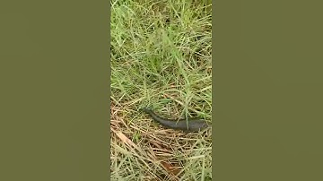 Câu cá lóc khủng bằng vịt