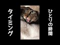 タイミングを間違い猫にウザがられる飼い主。